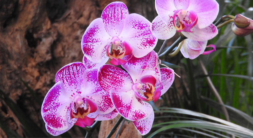 Orchids Flowers