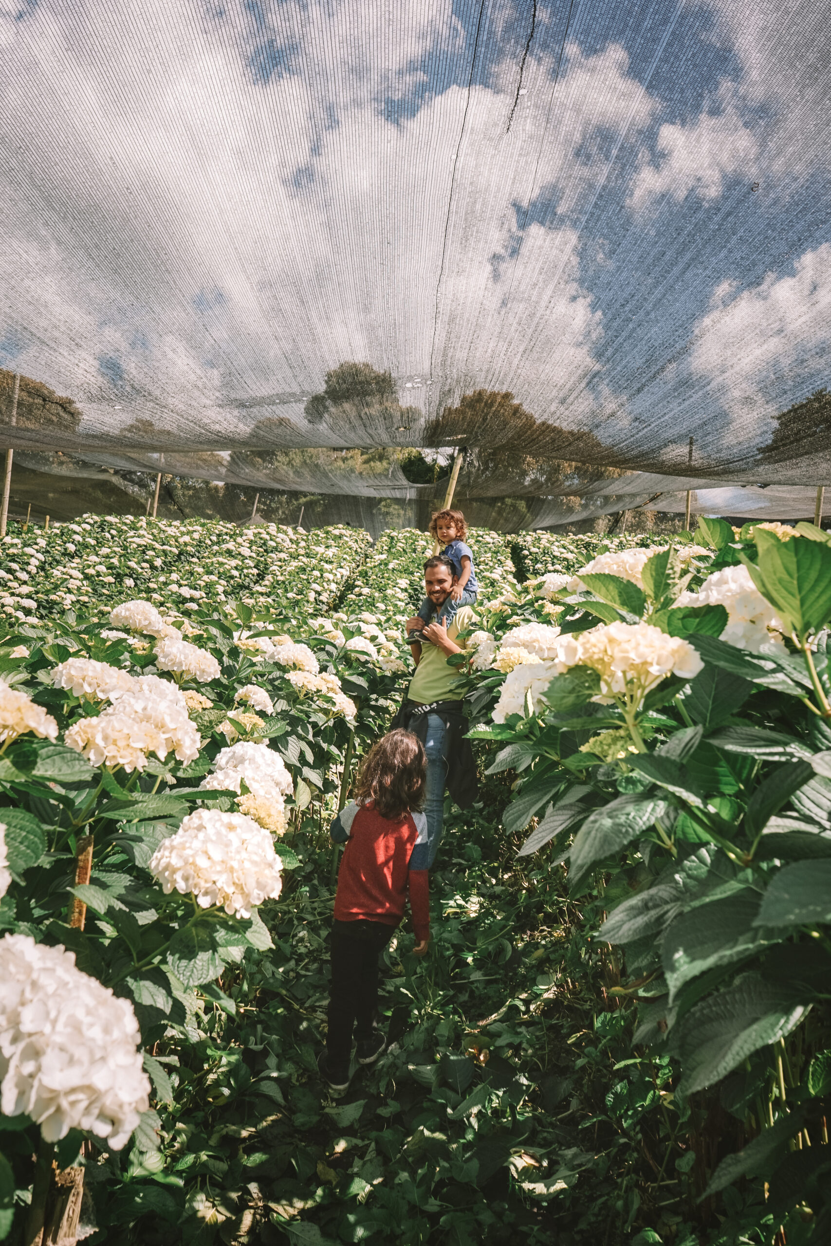 Tour de Orquideas y Hortensias → Colombia Travel Operator